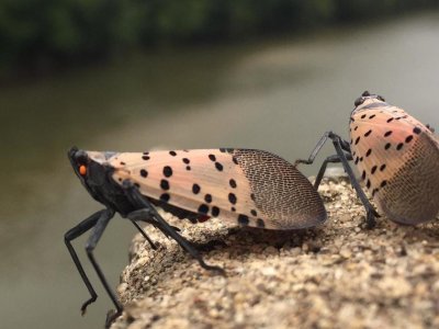 Spotted lanternfly a "shocking" expense to homeowners