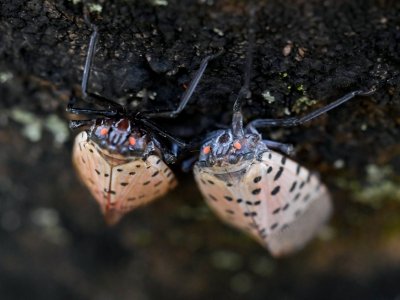 Spotted lanternfly suppression study underway at Blue Marsh Lake