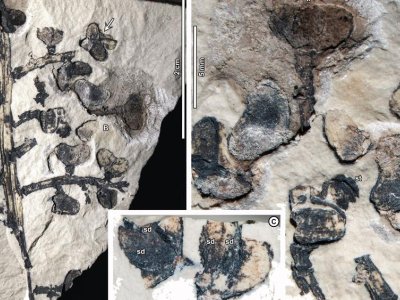 Spurge purge: Plant fossils reveal ancient South America-to-Asia ‘escape route’ | Penn State University