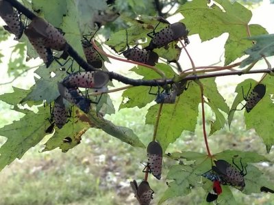 Study examines feeding damage caused by spotted lanternflies on young maples | Penn State University