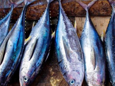 Study examines if there is something 'fishy' happening with seafood imports | Penn State University