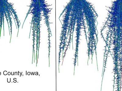 Study shows ‘steep, cheap and deep’ roots help corn plants deal with drought | Penn State University