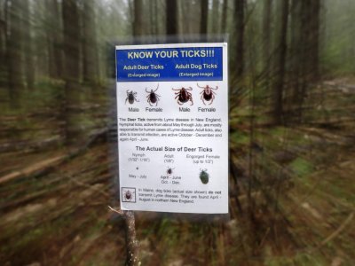 There are a lot more Lyme disease-carrying ticks in Pa. today, Penn State study finds