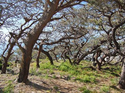 Torrey pine genetic research may benefit efforts to save chestnut, ash trees | Penn State University