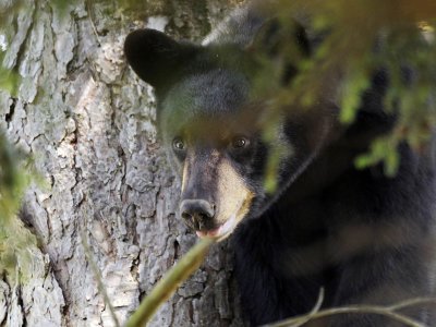 Tracking N.J.’s bear population proves elusive as hunt court battle lingers
