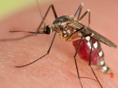 Two MORE people catch mosquito-borne malaria in Florida