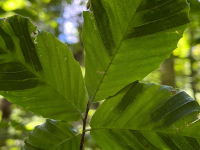 Under the canopy: Penn State researchers study beech leaf disease in PA forests | Penn State University