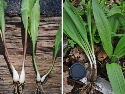 Under our noses: New species of stinkier ramps found in our parks and wild spaces