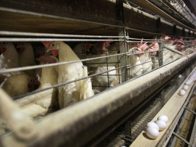With the U.S. bird flu outbreak uncontained