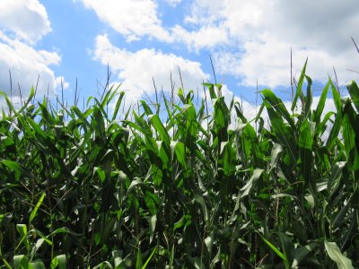 U.S. soybean, corn yields could be increased through use of machine learning | Penn State University