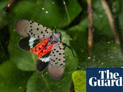 The USâs war on spotted lanternflies might be having an effect