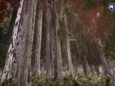 images of tree trunks in the VR forest