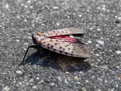 The War on Spotted Lanternflies: Getting rid of the elusive nuisances