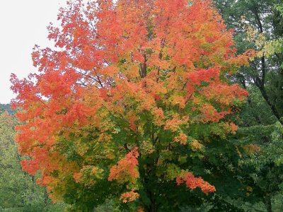 Warm, wet autumn could mute and delay foliage display in Pennsylvania | Penn State University