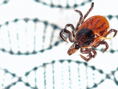 We can now use CRISPR to fight tick-borne diseases