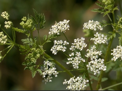 What to know about toxic, invasive poison hemlock