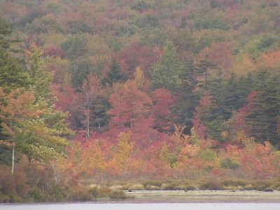 What we can expect for this year's fall foliage season in Pa.