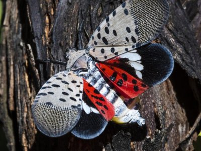 When are the spotted lanternflies coming, and should I still be trying to crush the bejesus out of them?