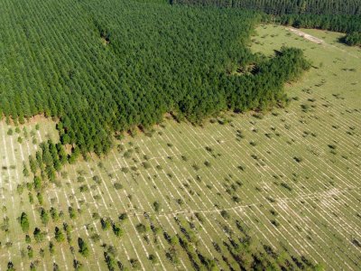 When planting trees is bad for the planet