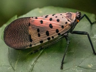 Where are the Spotted Lanternflies in Pennsylvania?