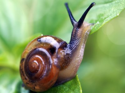 Why are snails and slugs so slow?