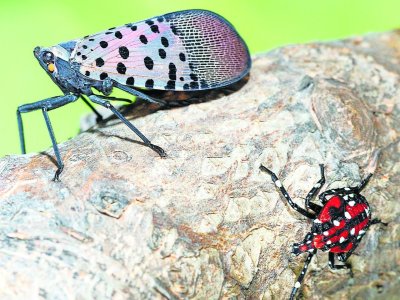 Why do spotted lanternflies look so different? Experts say the answer is simple.