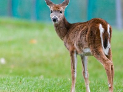 Why Omicron-infected white-tailed deer pose an especially big risk to humans