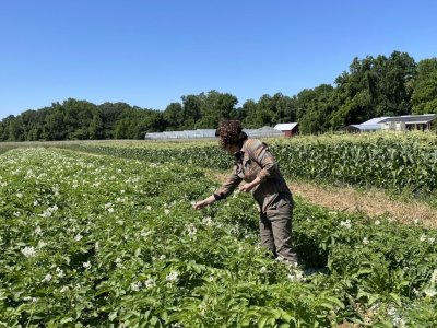 Why organic farming is so expensive - Marketplace