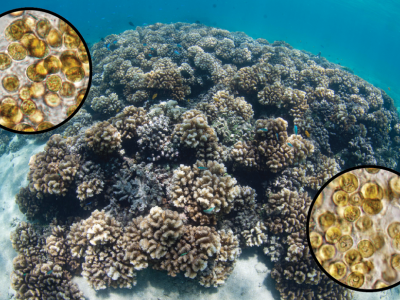 Coral head with two circular insets showing microscopic symbiotic algae
