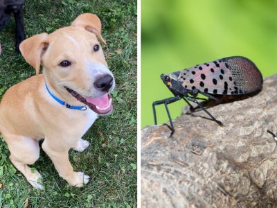 Some dogs or cats may eat spotted lanternflies out of curiosity. Could those insects pose a danger to your pet?Len Melisurgo and USDA