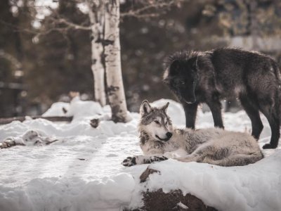 Wolf coat color reflects immunity to canine distemper virus, new study finds  | Penn State University