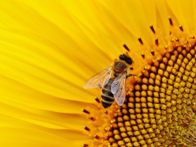 A bee crawls across a yellow flower