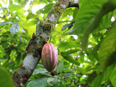 Cacao fruit growing on trees in Belize