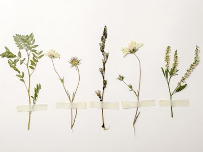 Preserved plants taped to paper