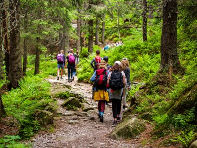 Hikers wearing backpacks walk up a trail in a forest