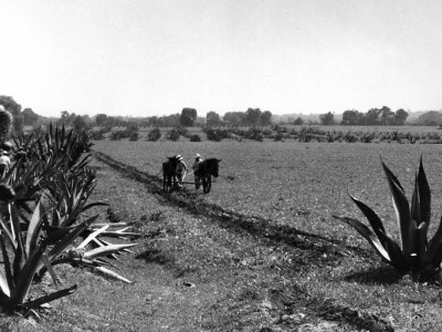 An agricultural scene in black and white