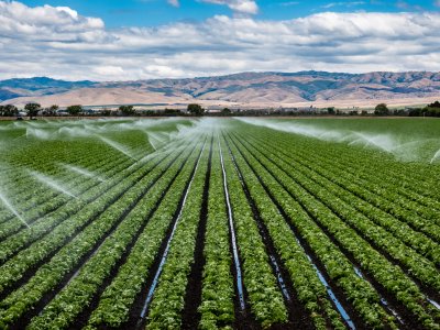 Lettuce field with overhead irrigation spraying water