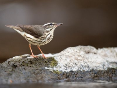Louisiana Waterthrush perched on a large boulder in the water as it searches for small insects and invertabrates to eat