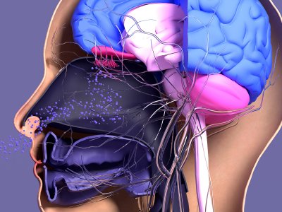 anatomical illustration of nose and nerves to brain