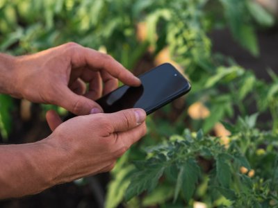 A person taking a photo of a tomato plant leaf with a smartphone