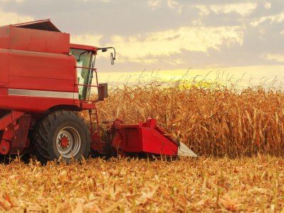 A red harvester works to harvest corn in a field