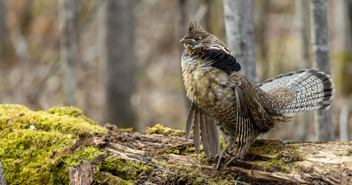 Modeling the Risk of West Nile Virus to Ruffed Grouse Populations in ...