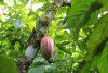 Cacao fruit growing on trees in Belize