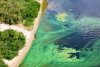 A harmful algal bloom is shown along a shorline