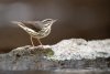 Louisiana Waterthrush perched on a large boulder in the water as it searches for small insects and invertabrates to eat