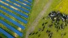 A herd of cows grazing near a solar power plant