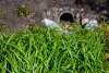 Stormwater retention area with drainage pipe, dirt, plants, and foliage on a sunny day